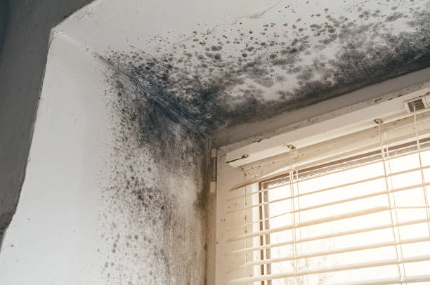 Affordable Hvac And Air Duct Mold Remediation solutions in Lexington, MA